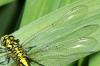 Gomphus simillimus